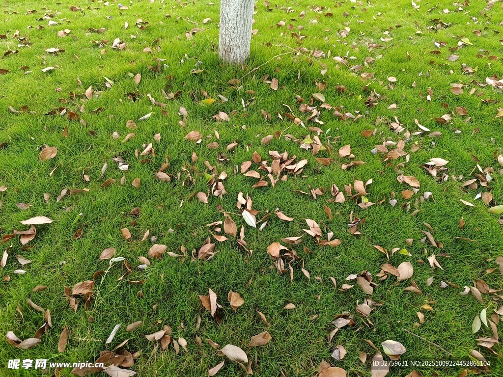 樹下草地落葉景象