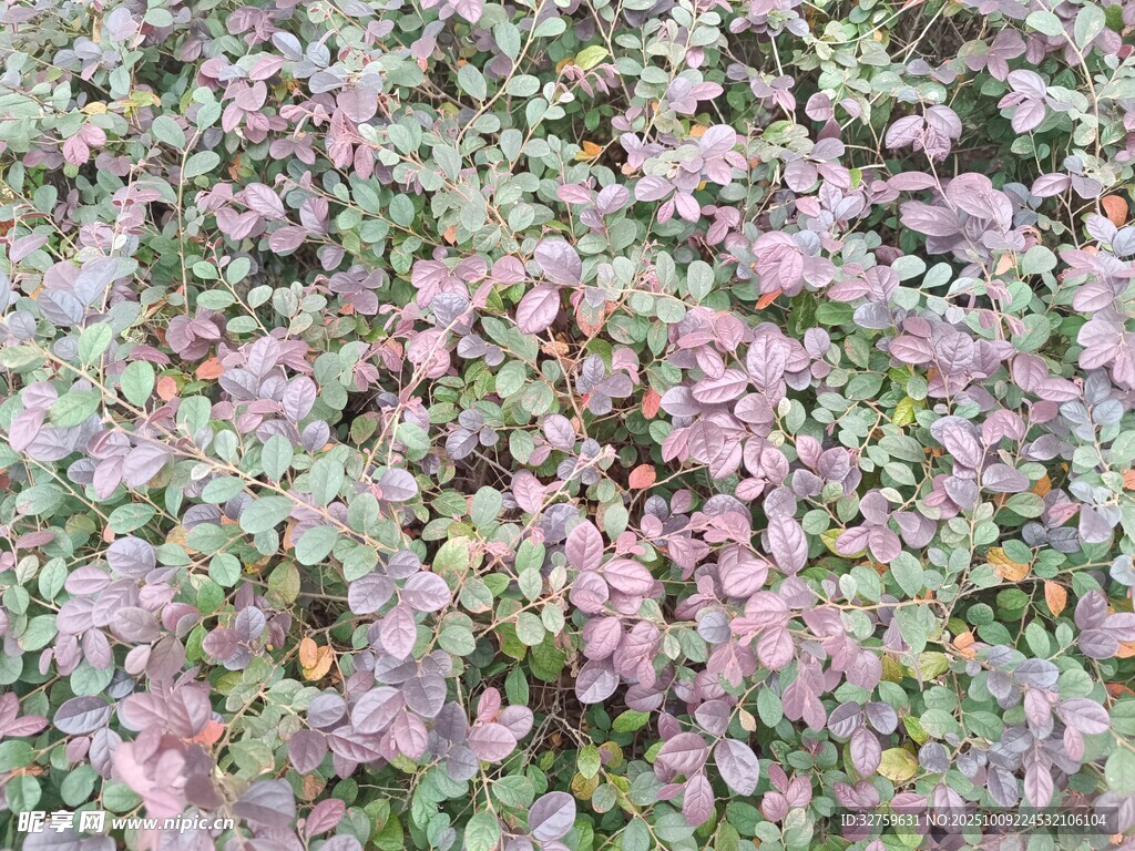 紫葉植物景觀