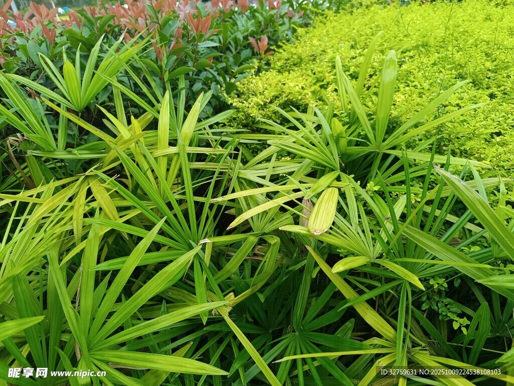 翠綠植物景觀