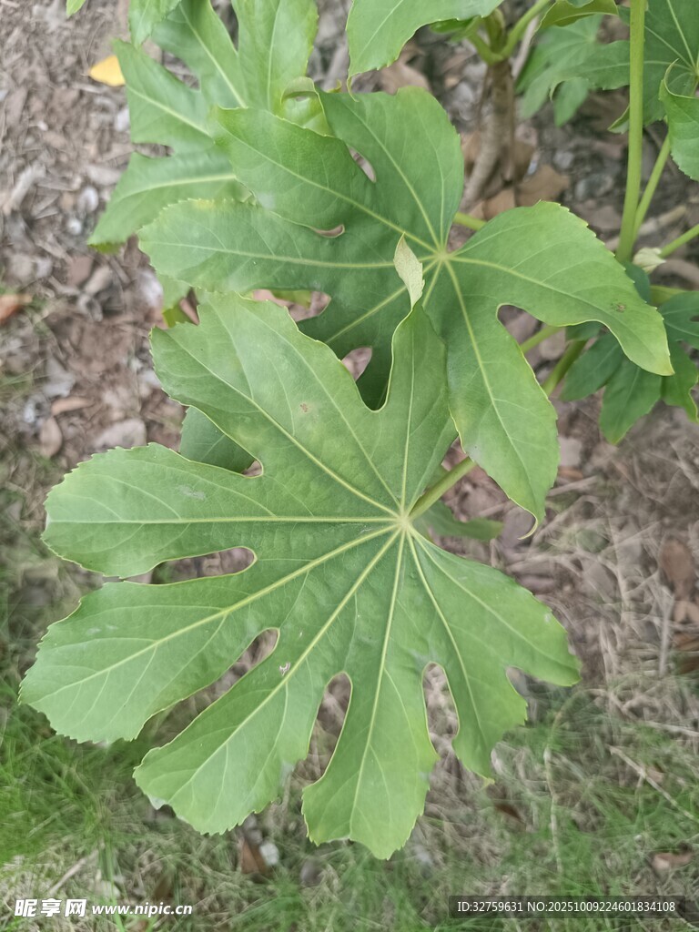 大葉片綠植特寫