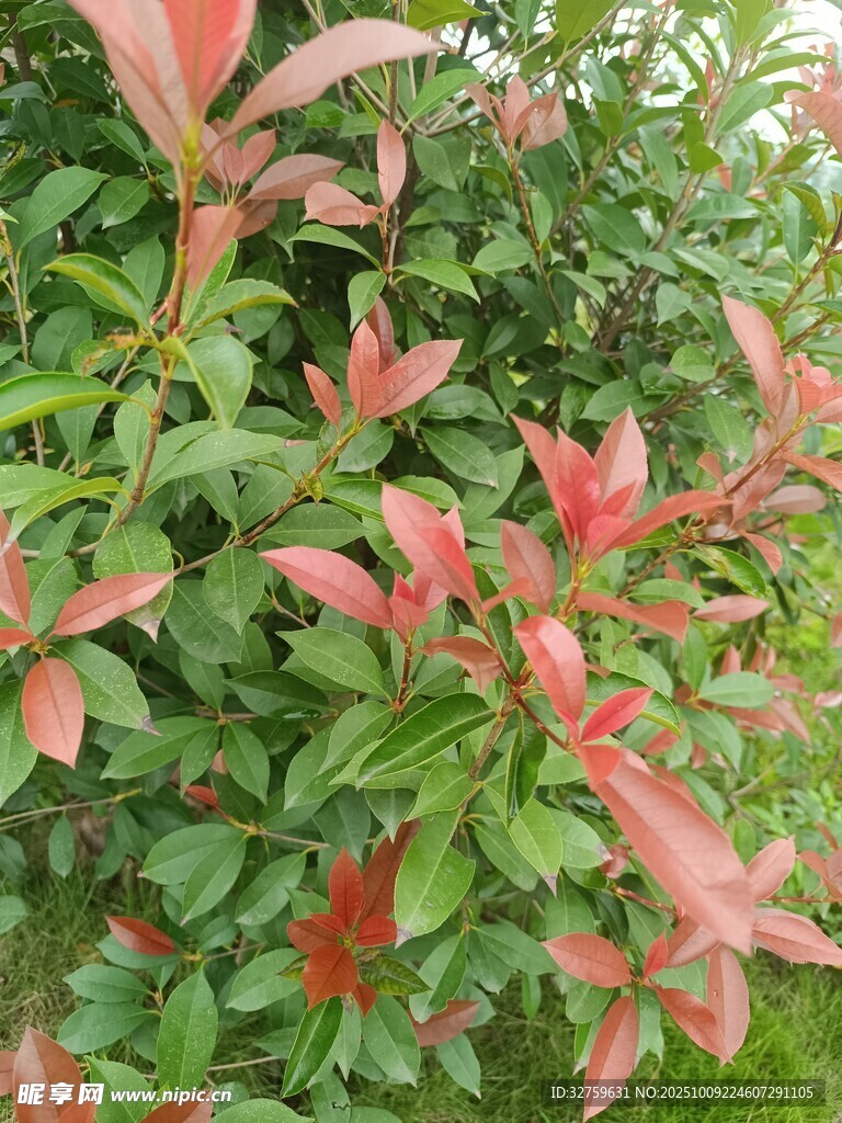 紅葉綠葉交織的植物景觀