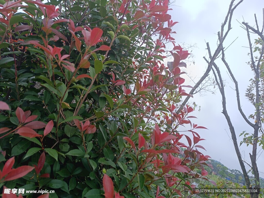 紅葉綠植裝點(diǎn)自然美景