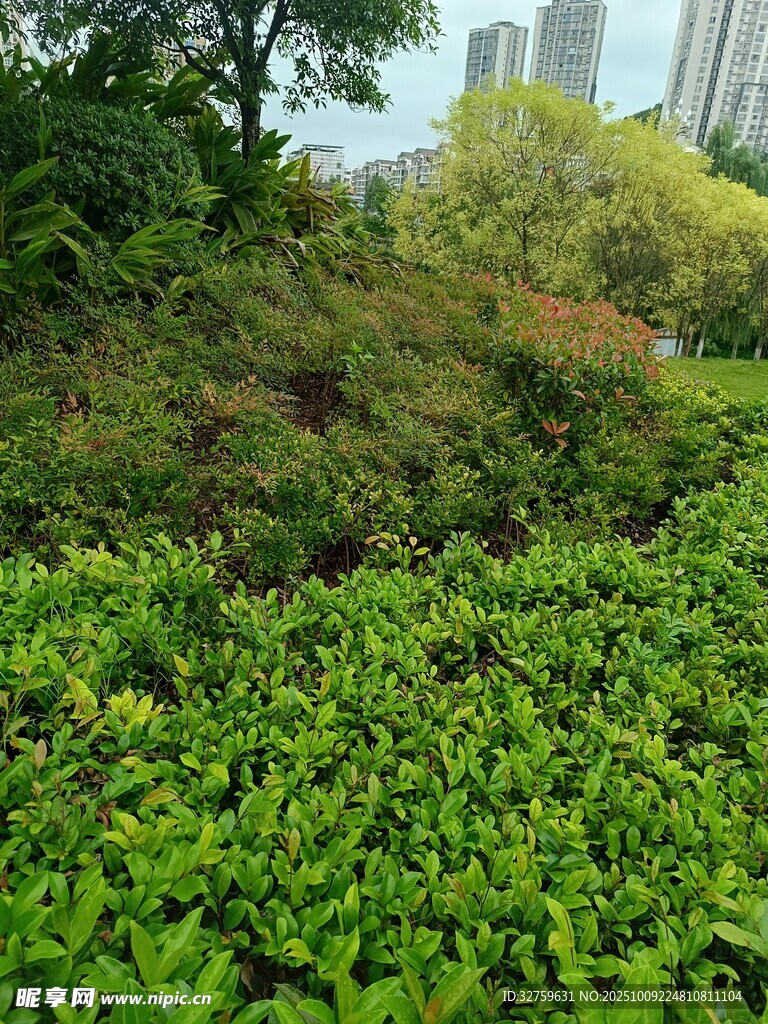 綠意盎然的城市綠植景觀