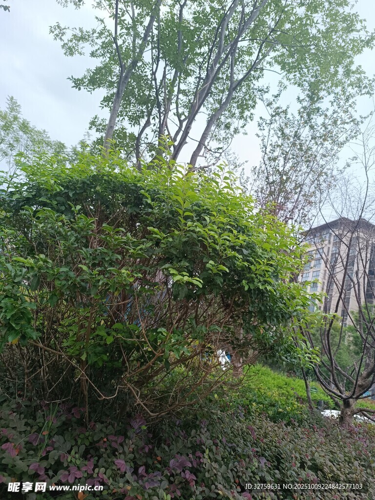 綠意盎然的戶外綠植景觀