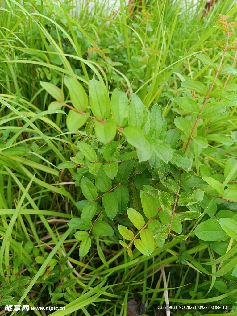 翠綠繁茂的野生植物景觀