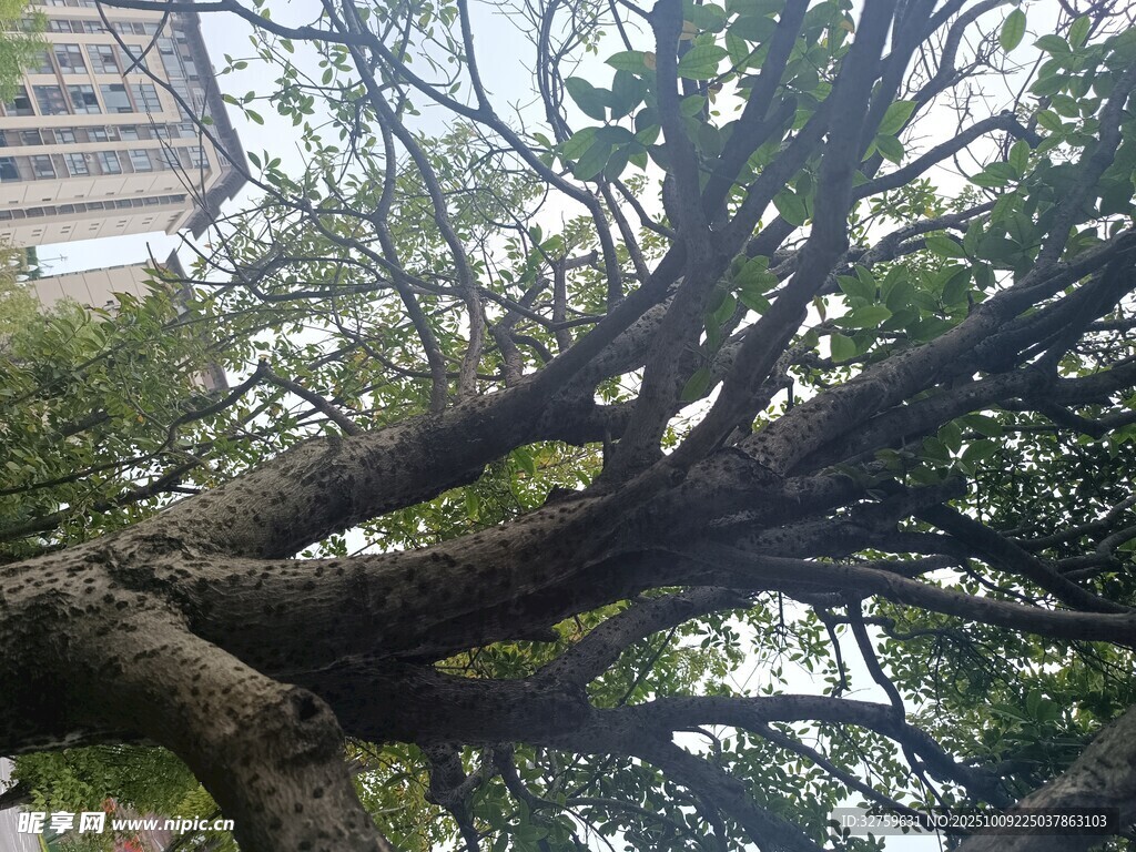 粗壯虬曲的大樹枝干