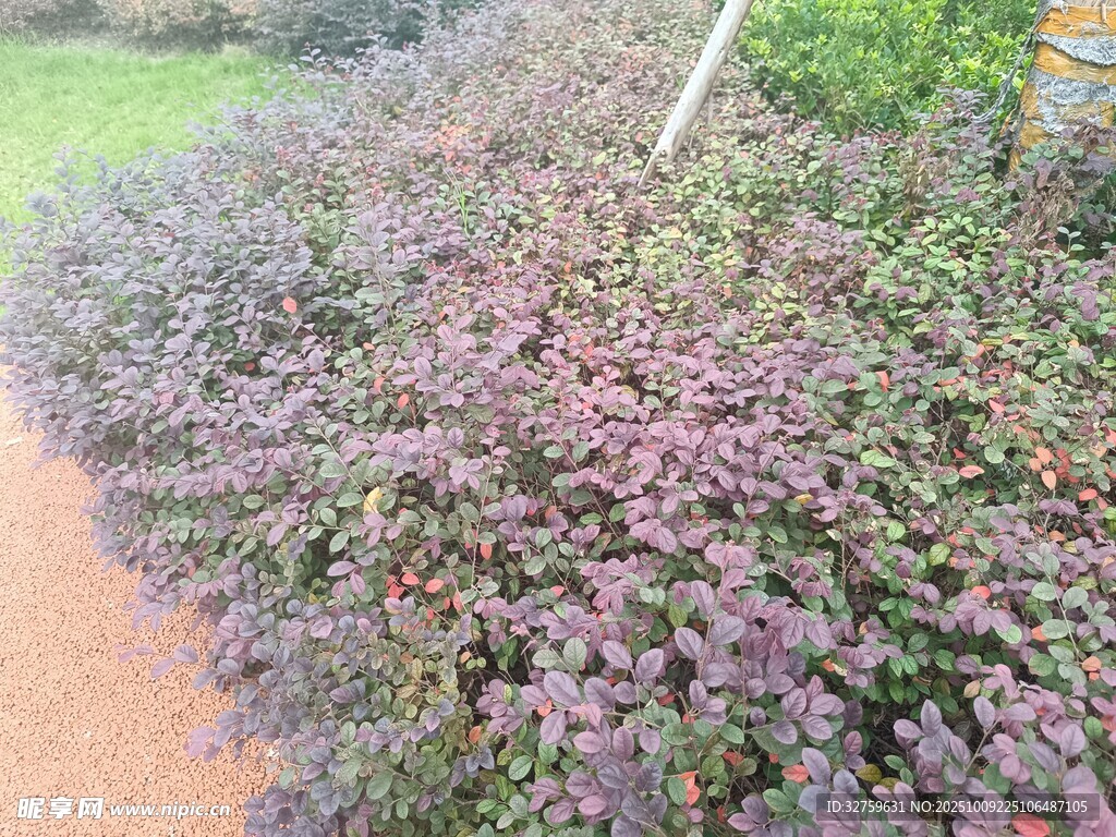 紫色灌木叢景觀