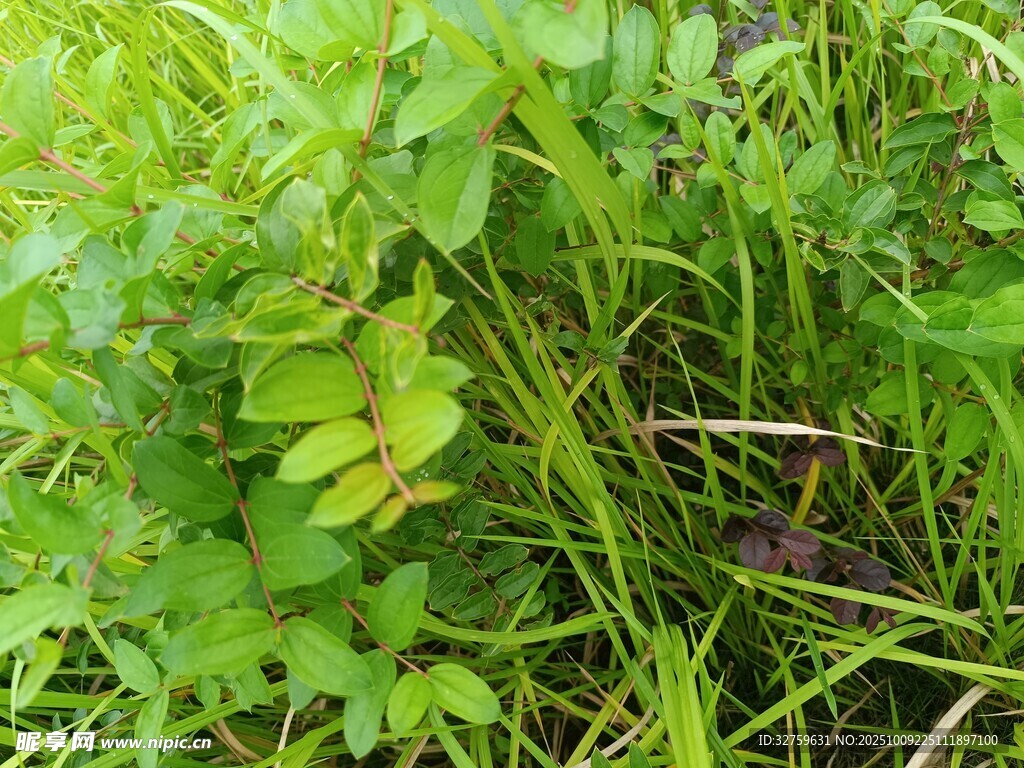 草叢中的綠色植物