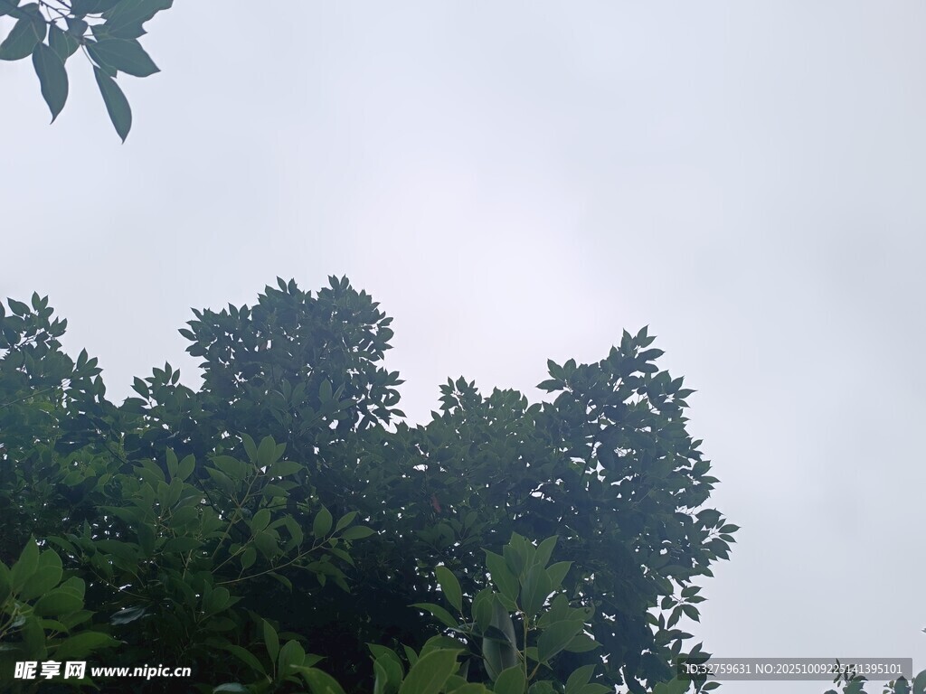 仰視茂密綠樹與灰白天空