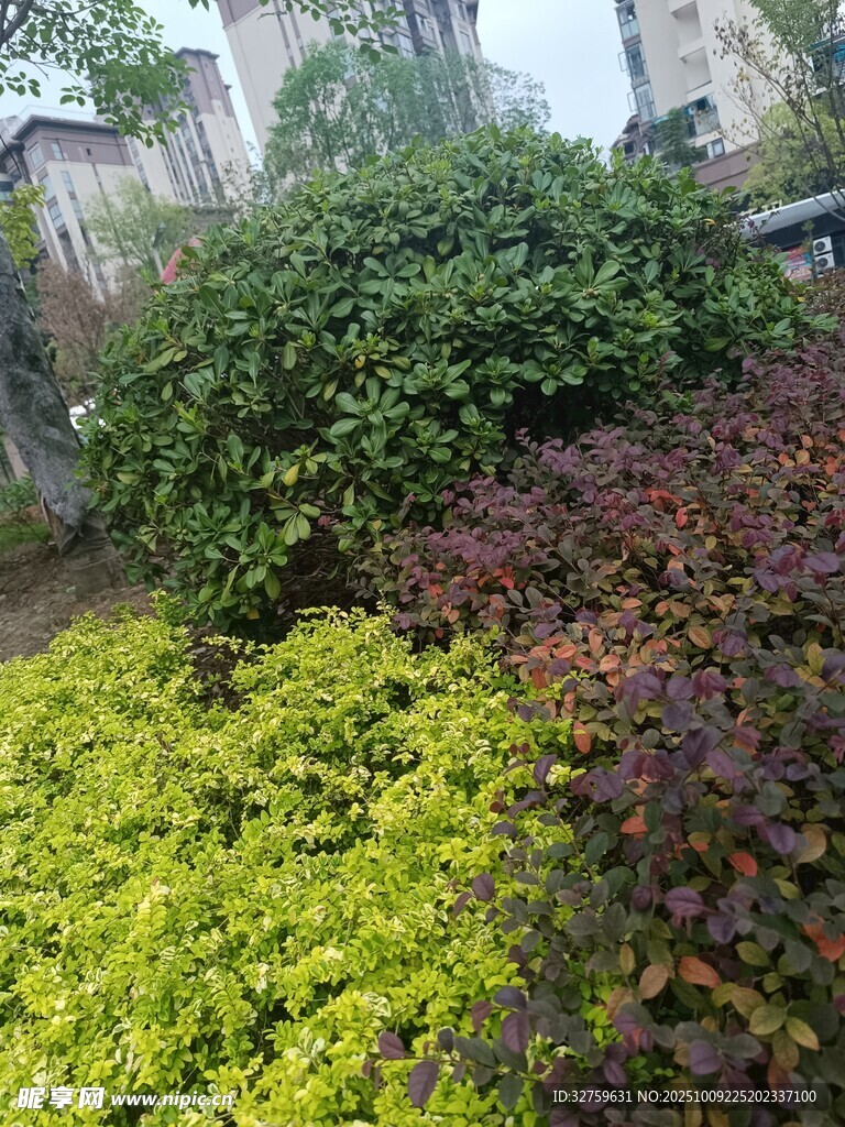 多彩灌木裝點(diǎn)庭院景觀
