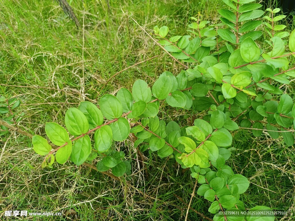 翠綠植物 