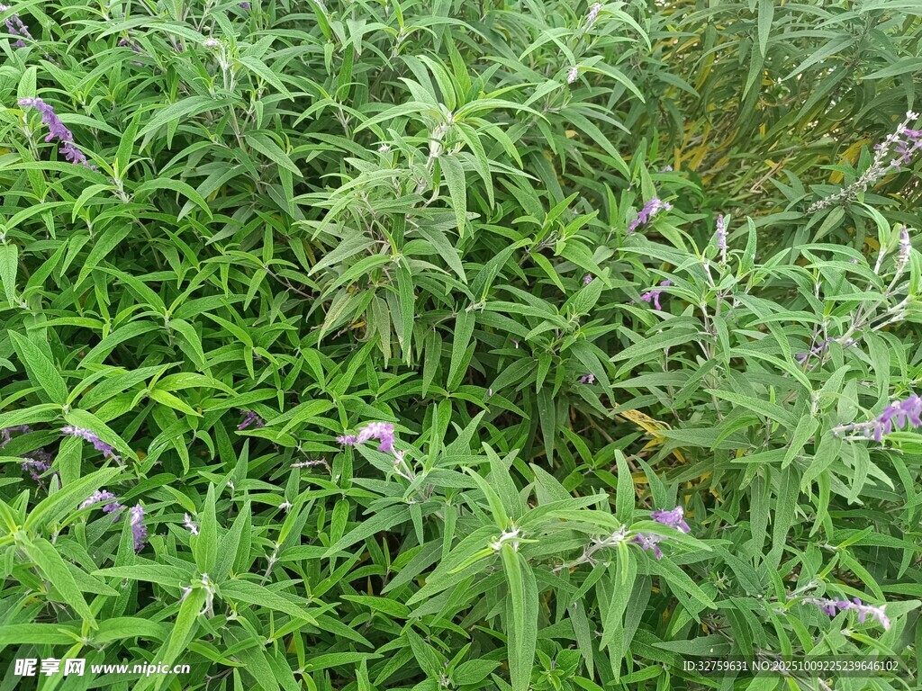 繁茂綠植中的紫色小花
