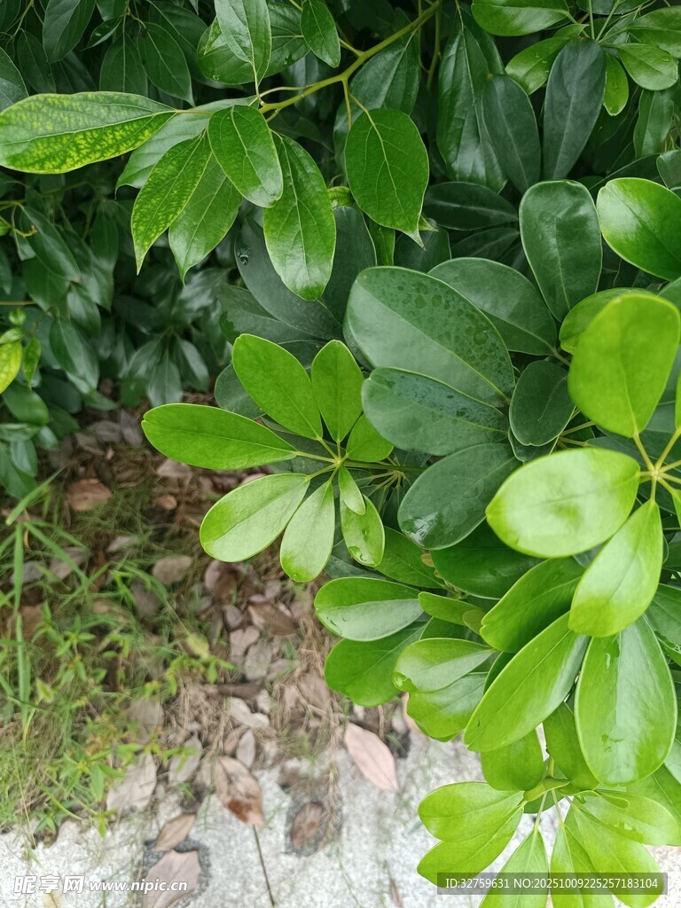 翠綠葉片與碎石相伴