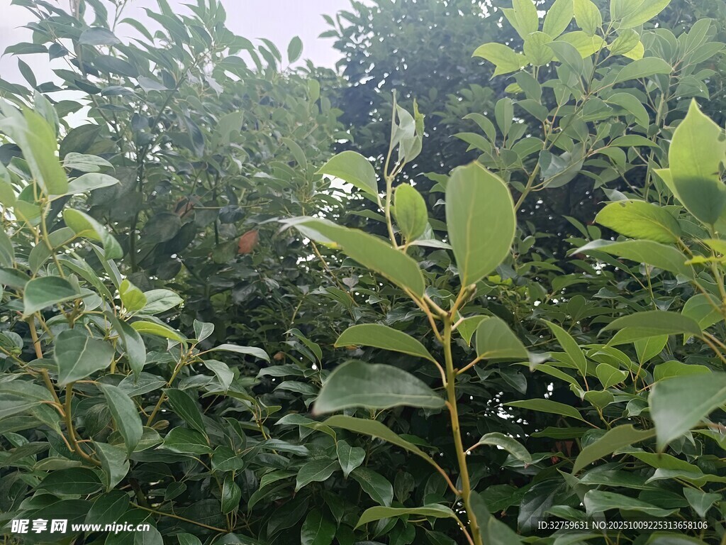 繁茂綠植的自然景象