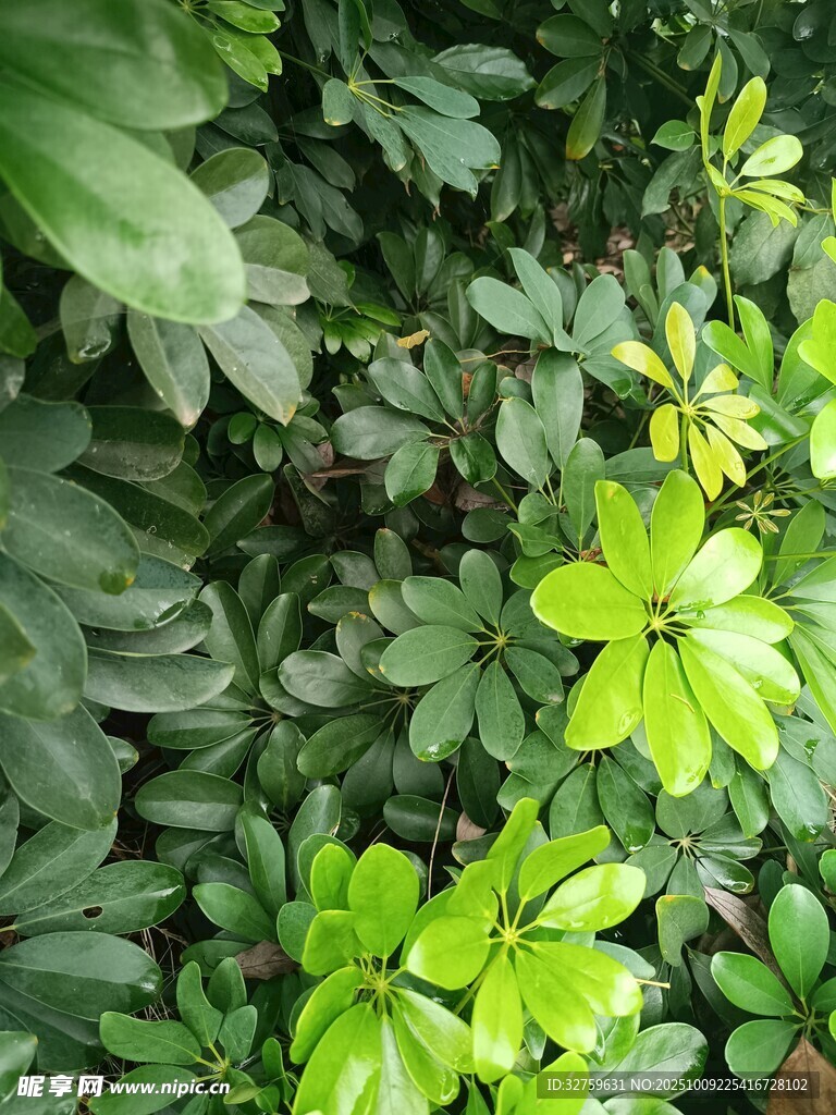 翠綠叢生植物生機(jī)勃勃