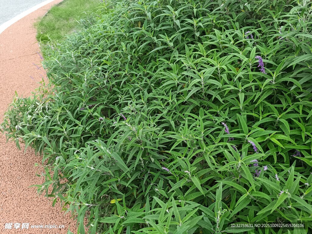 路邊茂盛的綠色草叢