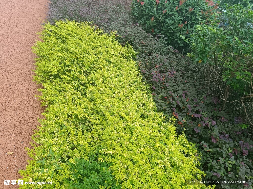 路邊翠綠繁茂的植物景觀