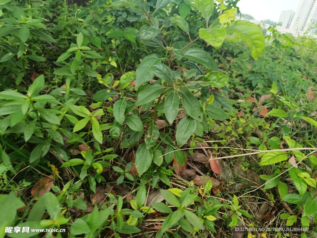 繁茂的綠色植物景觀
