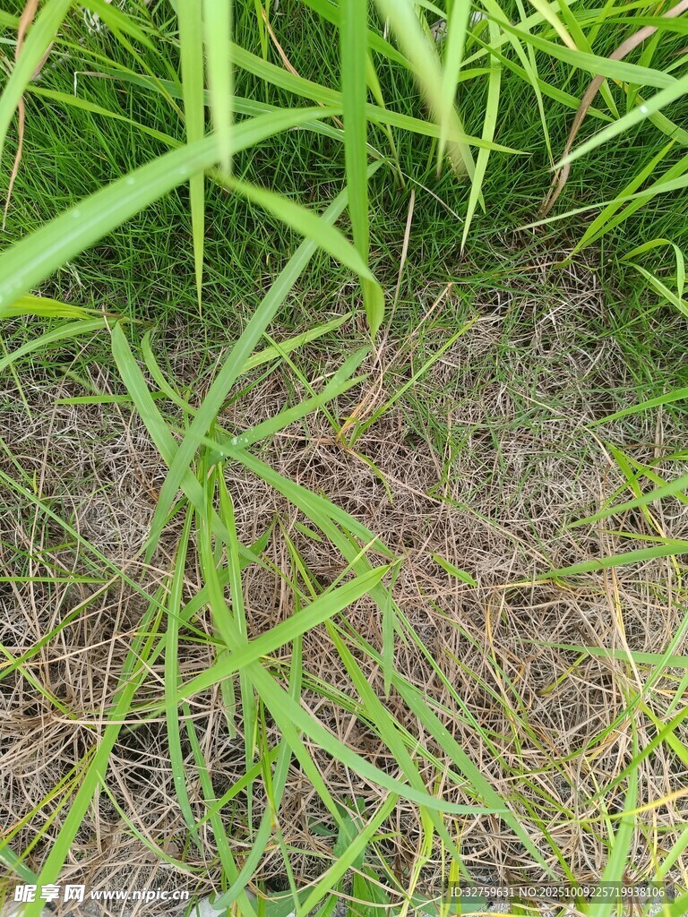 地面上的嫩綠草叢