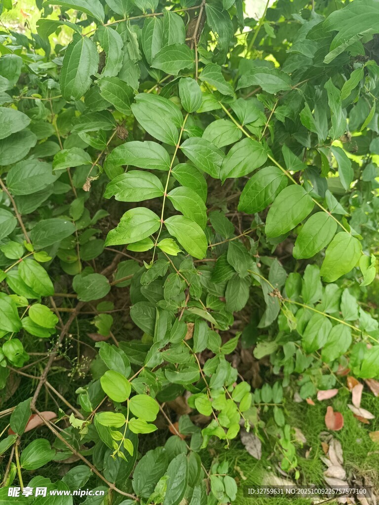 茂密翠綠的藤蔓植物