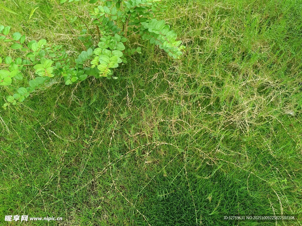 翠綠草地與新生綠植