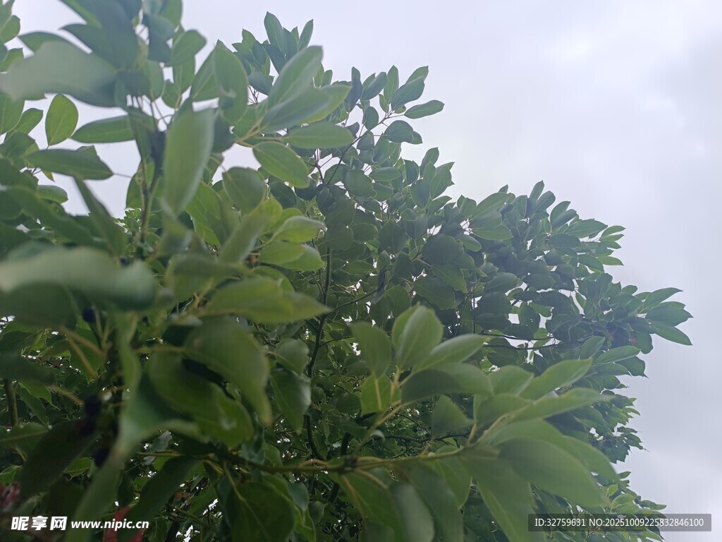 綠葉繁茂的樹木