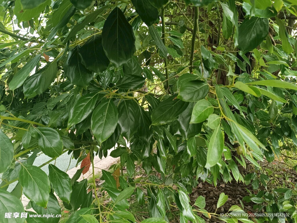 繁茂綠葉間的植物景致