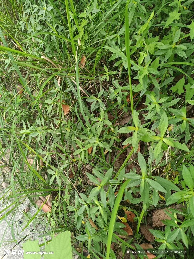 地面嫩綠植物與散落果實(shí)