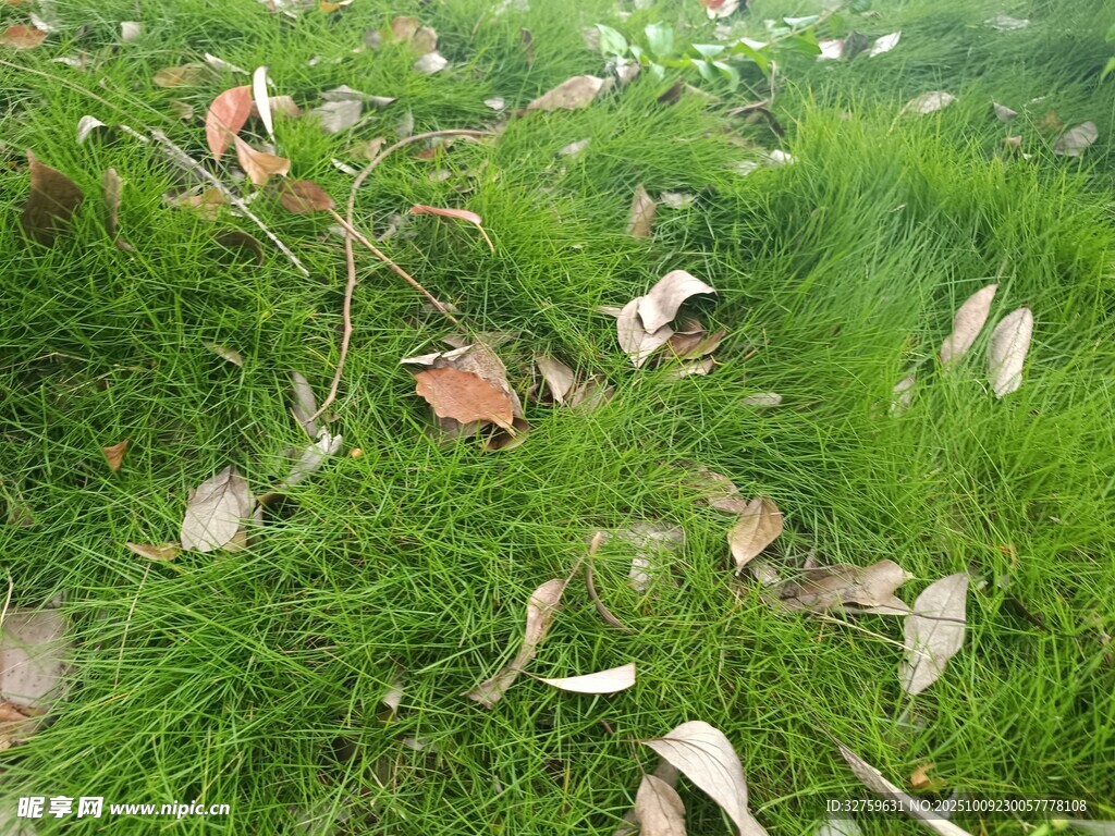 草地上的落葉與雜物