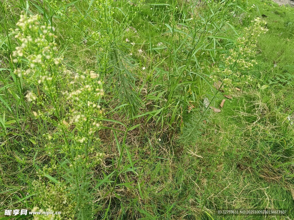 翠綠草地生機(jī)盎然