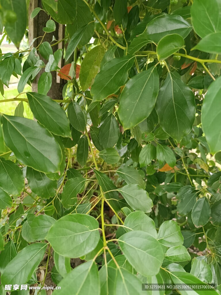 綠葉繁茂的植物