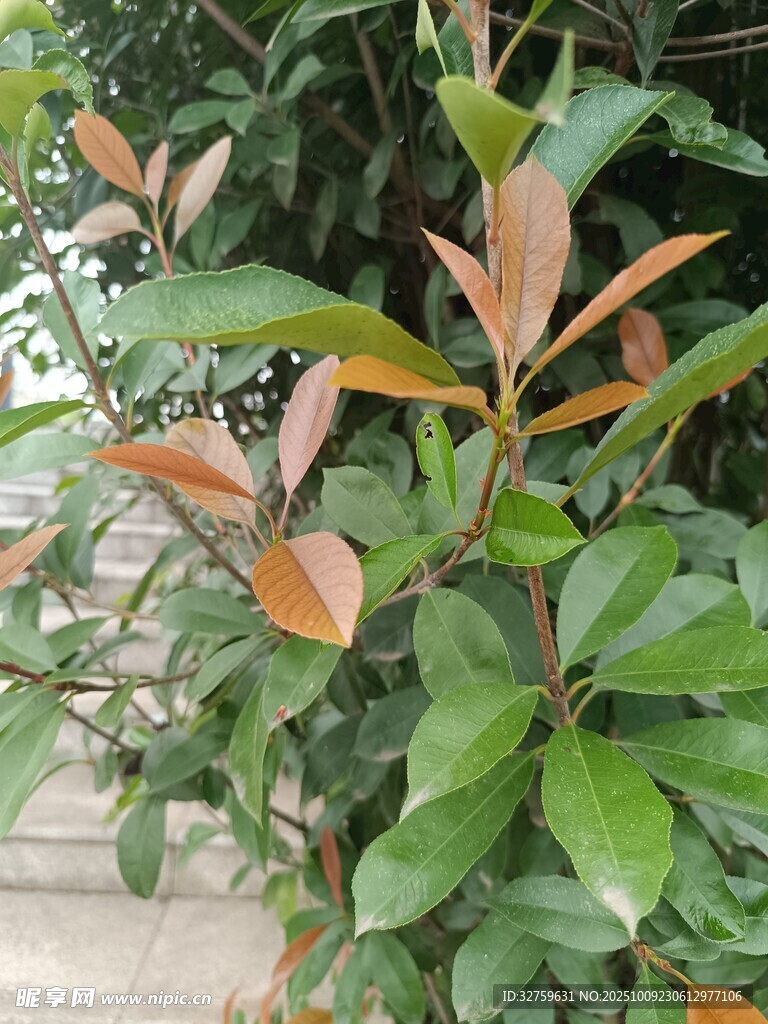 綠葉紅邊植物特寫