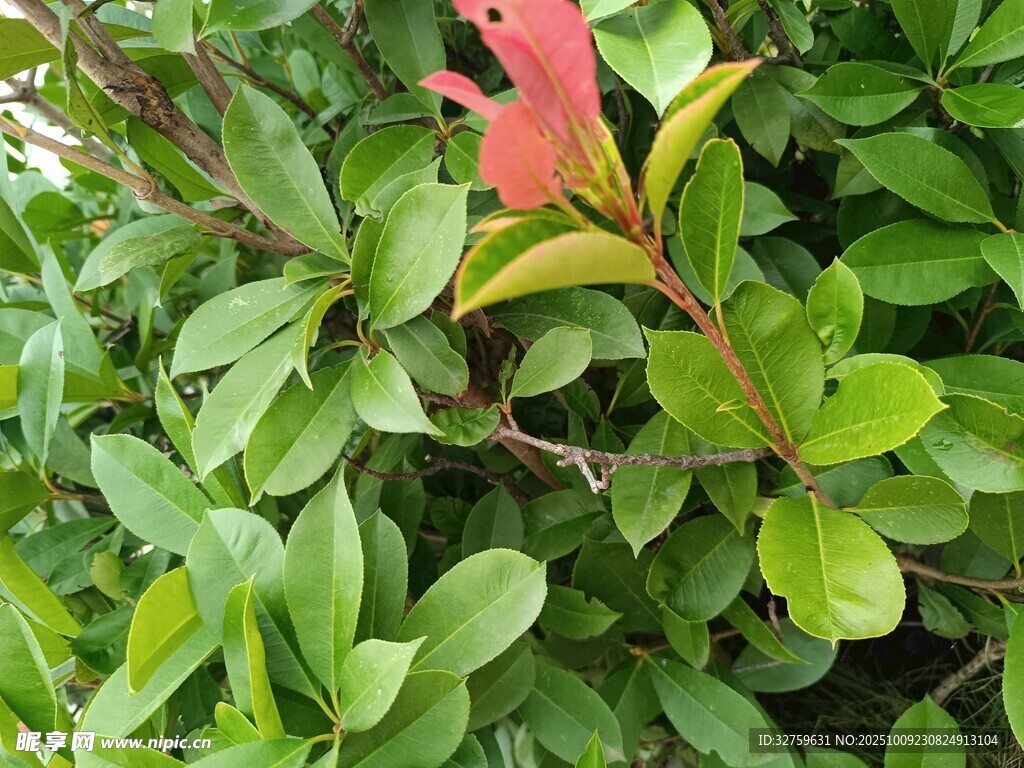 綠葉叢中一抹紅