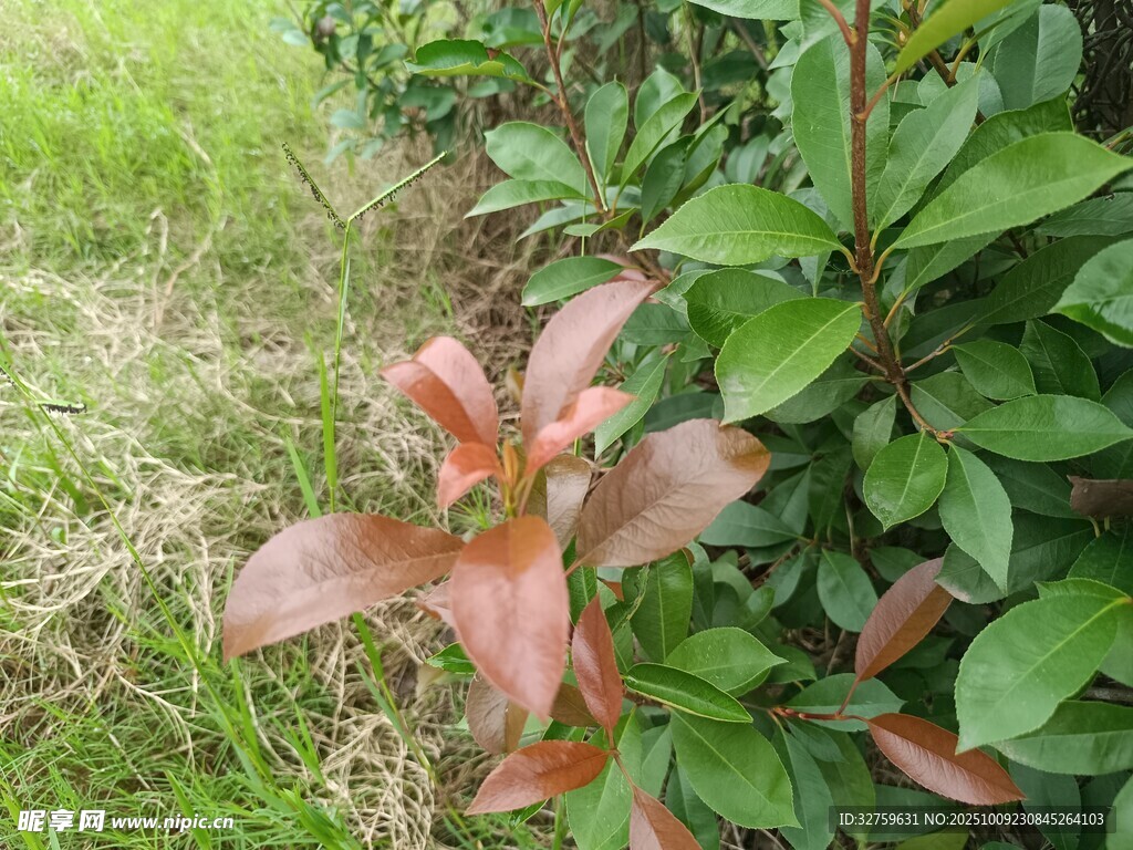 紅葉植物與綠葉相伴