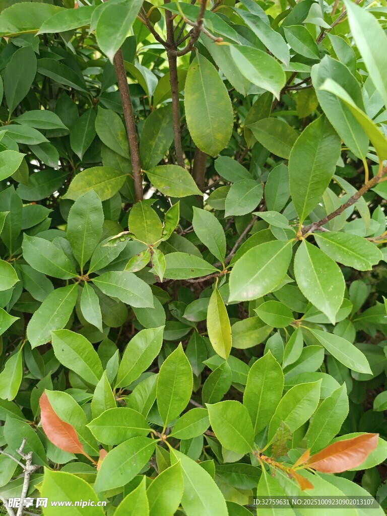 綠葉繁花的生機(jī)景象