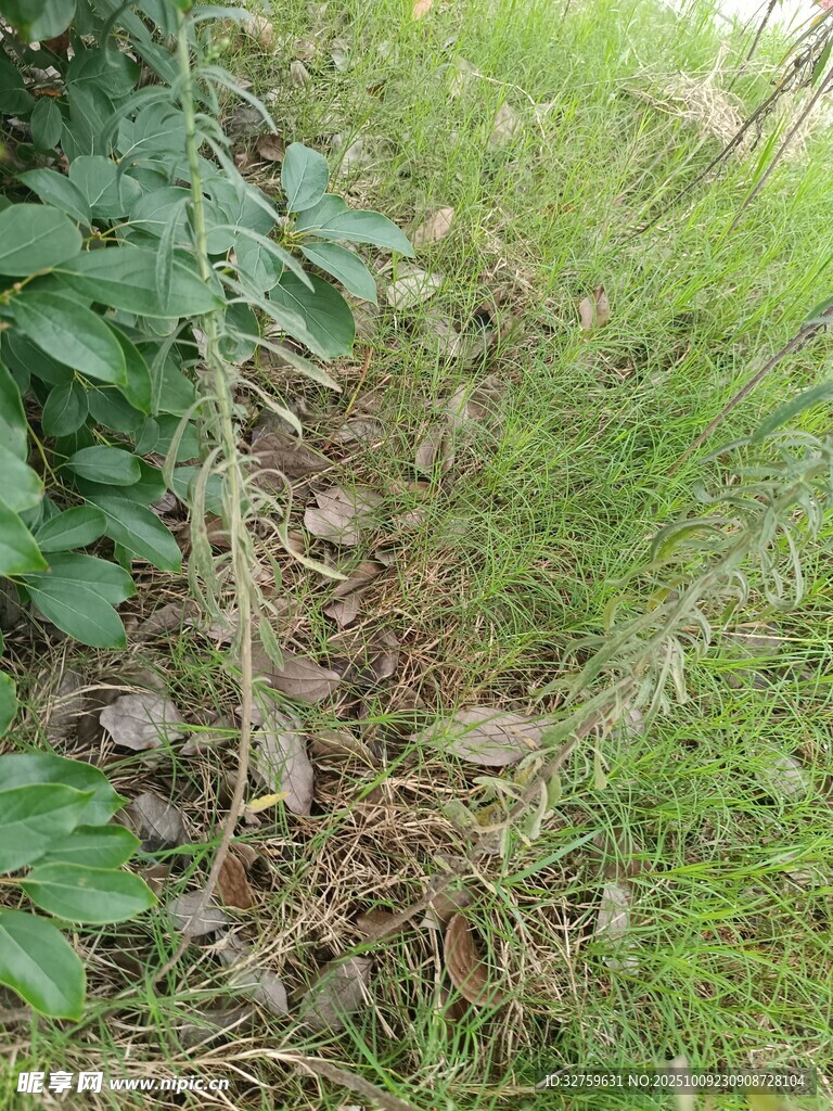雜草叢生的地面景象