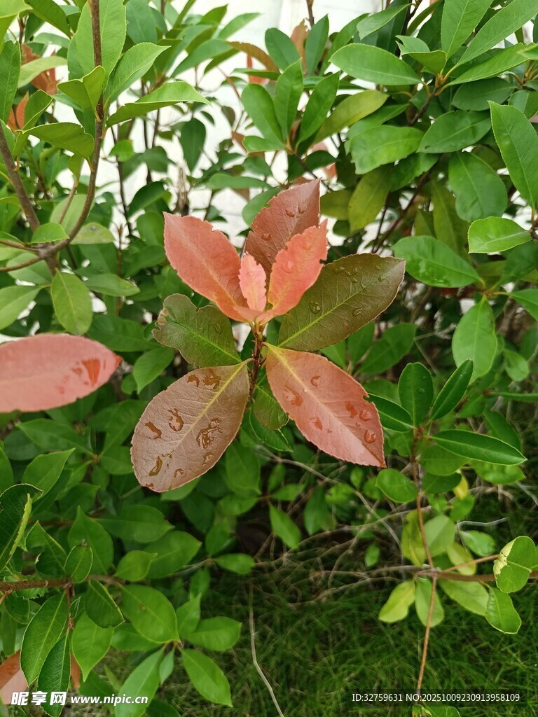 紅葉植物特寫