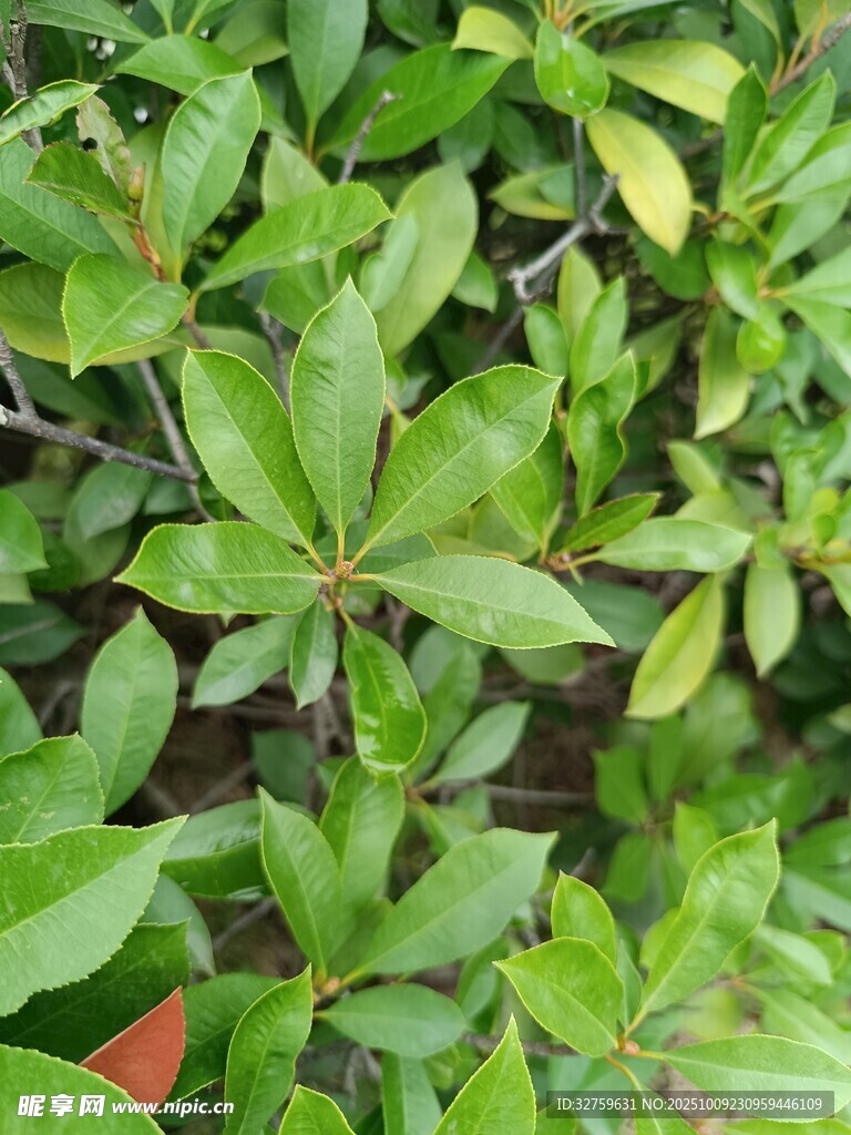 翠綠繁茂的植物葉片特寫