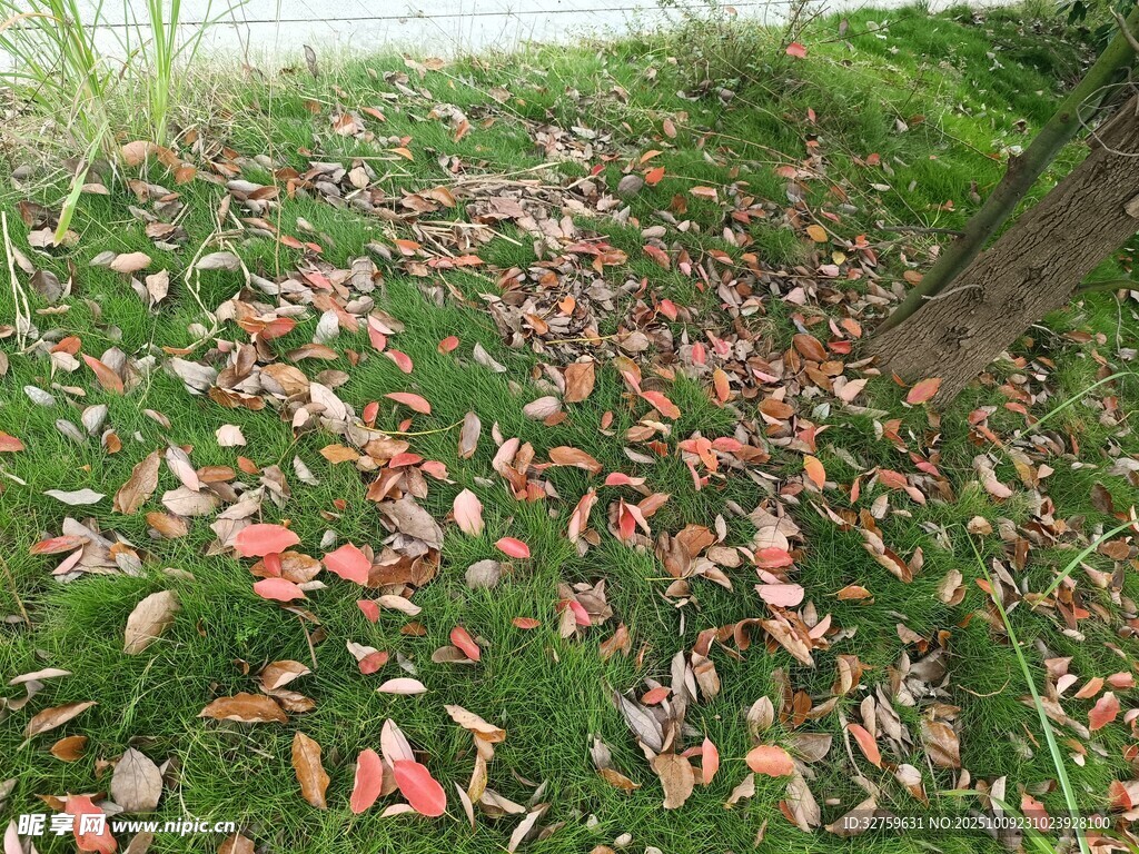 草地上的繽紛落葉