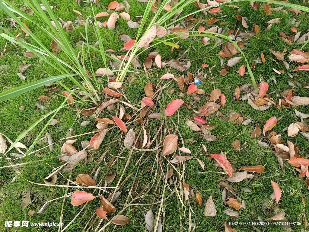 草地上的紅色落葉