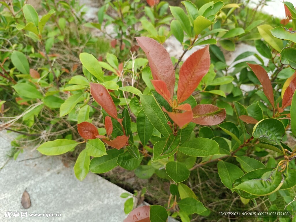 綠葉間的紅色新葉植物