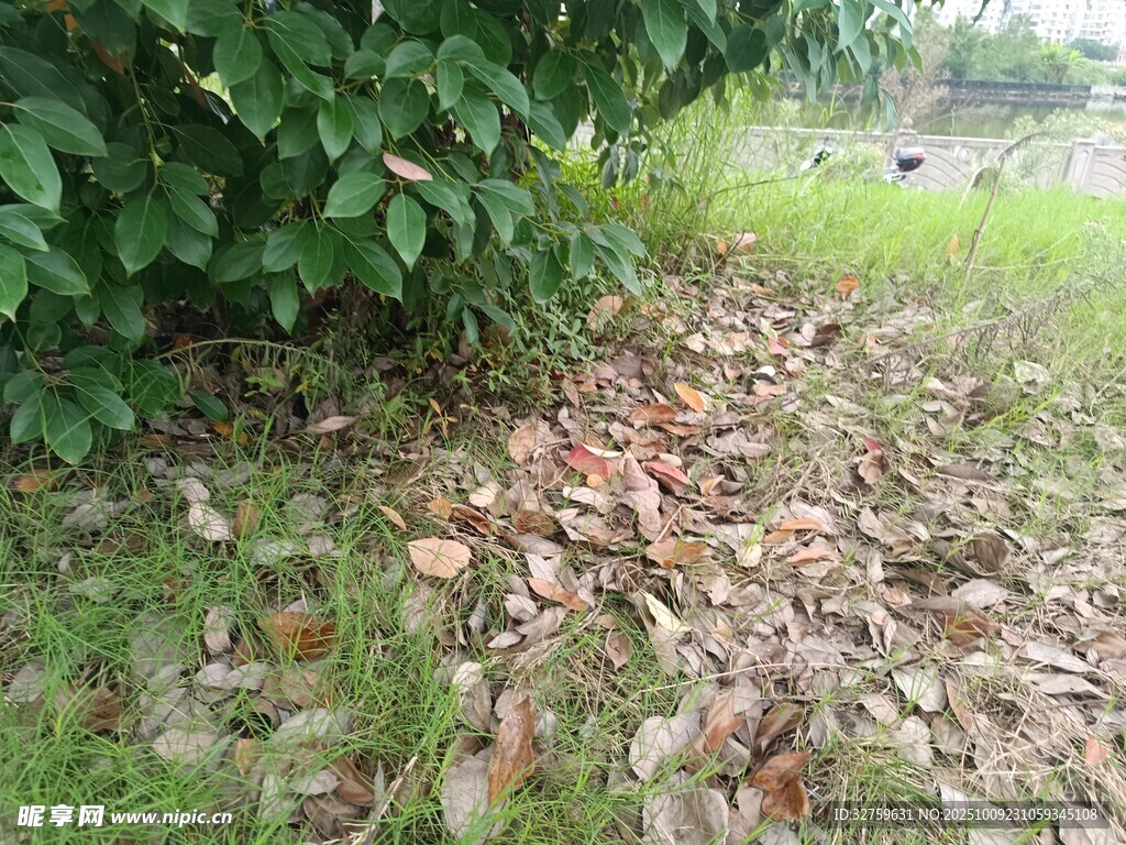 草地落葉旁的蔥郁綠植