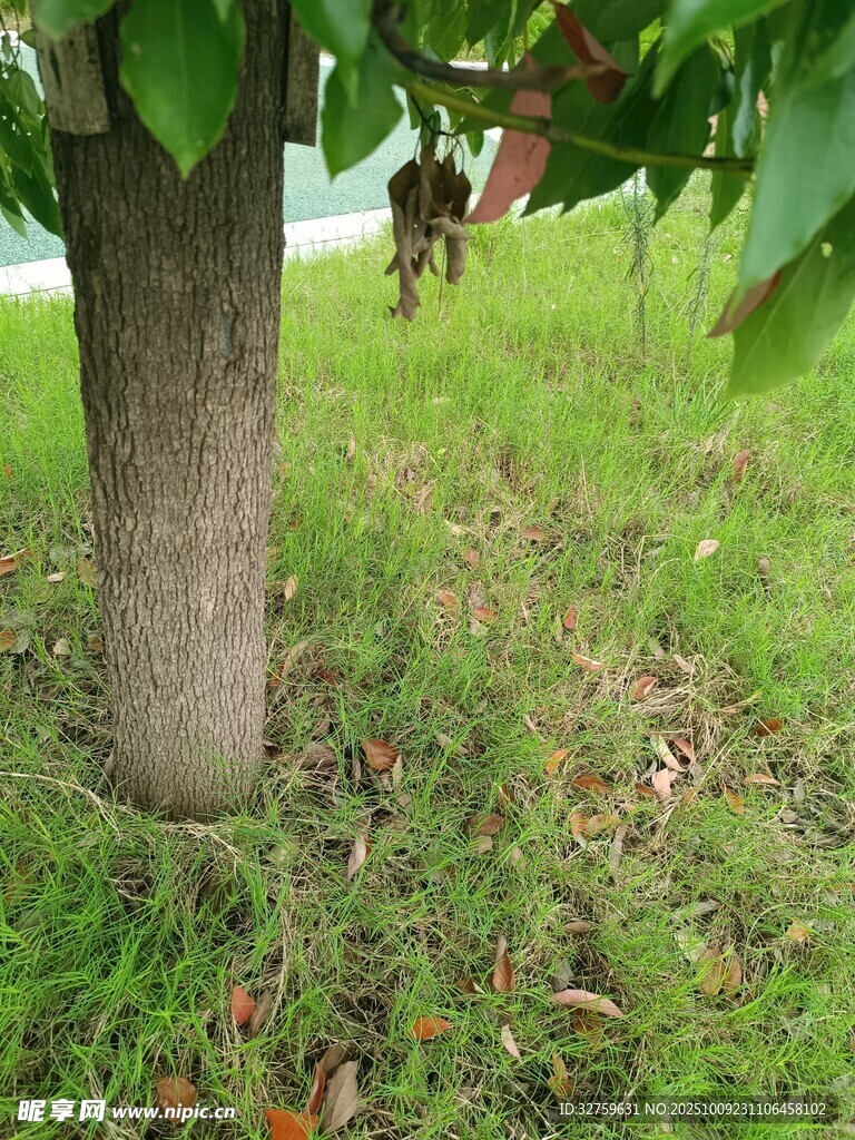 樹(shù)下草地景象
