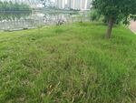 城市中綠意盎然的草地