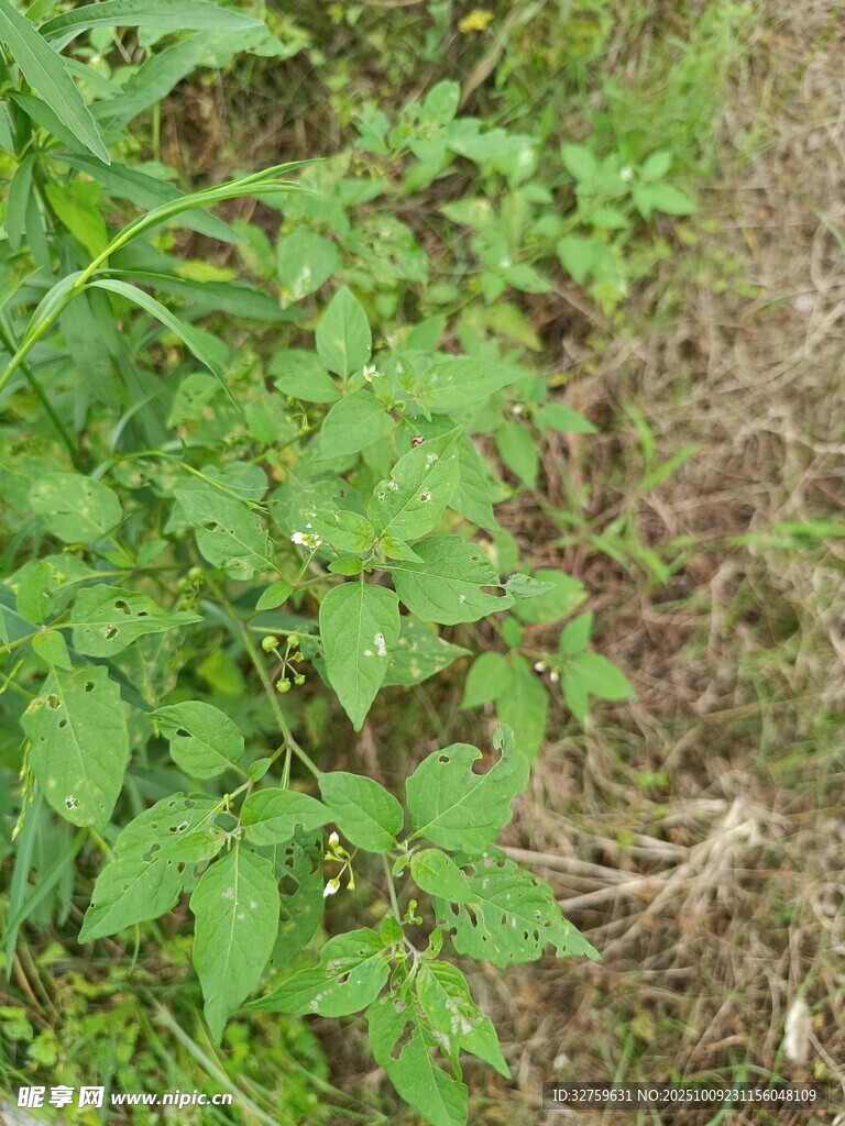 田間嫩綠植物生機(jī)盎然