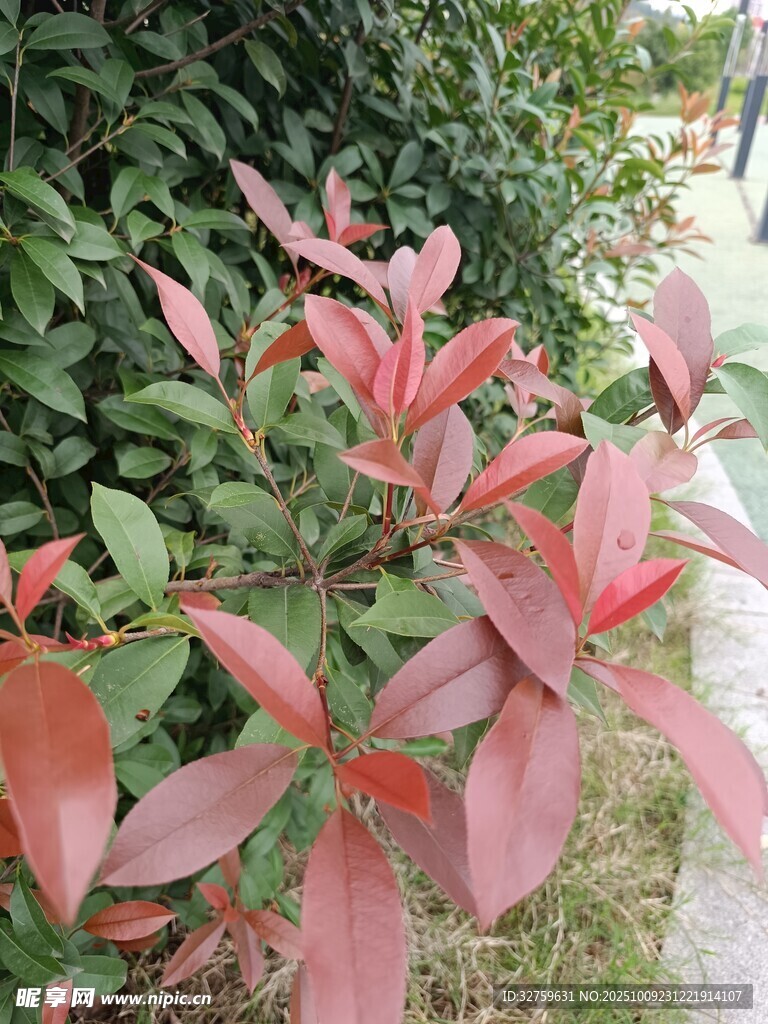 紅葉灌木近景