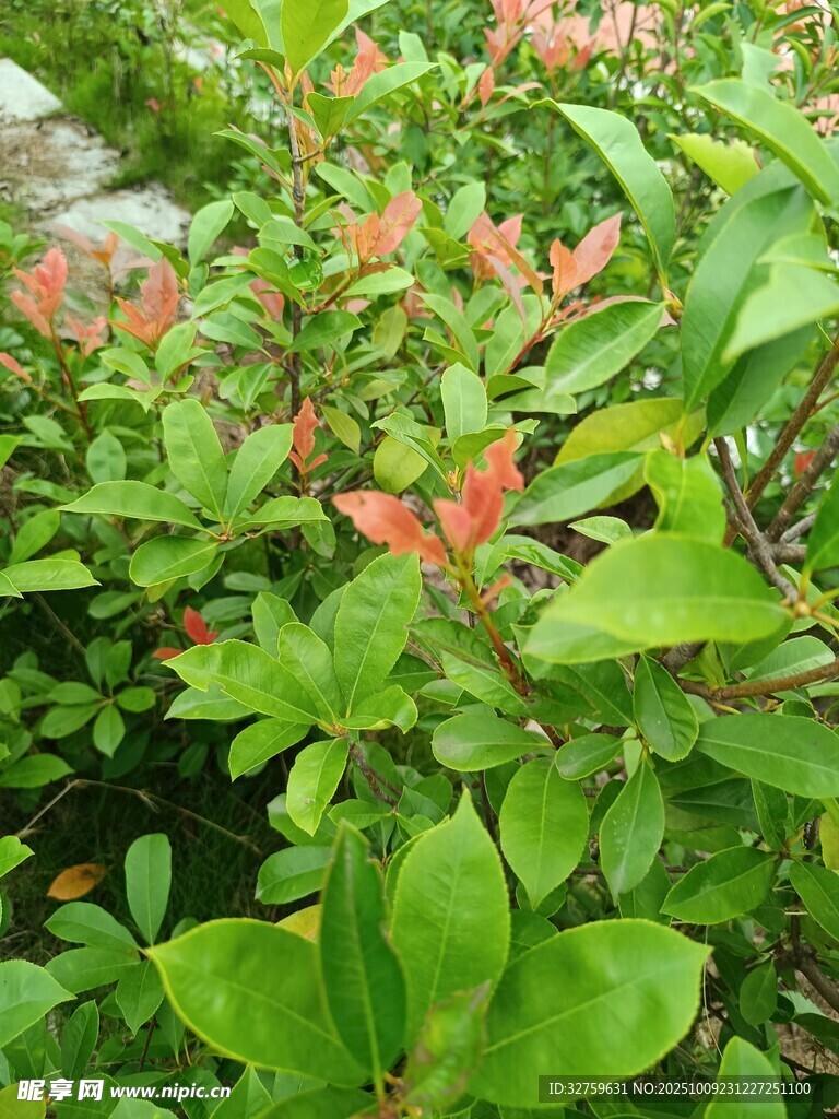 綠葉間的紅色植物