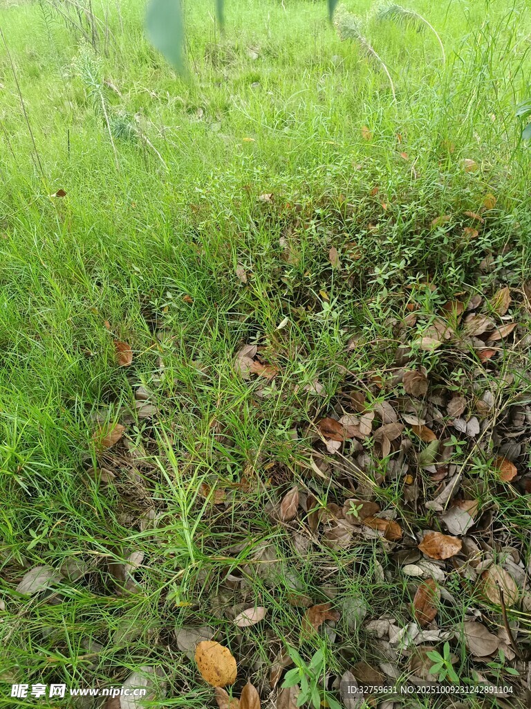 草地中的枯葉與綠植
