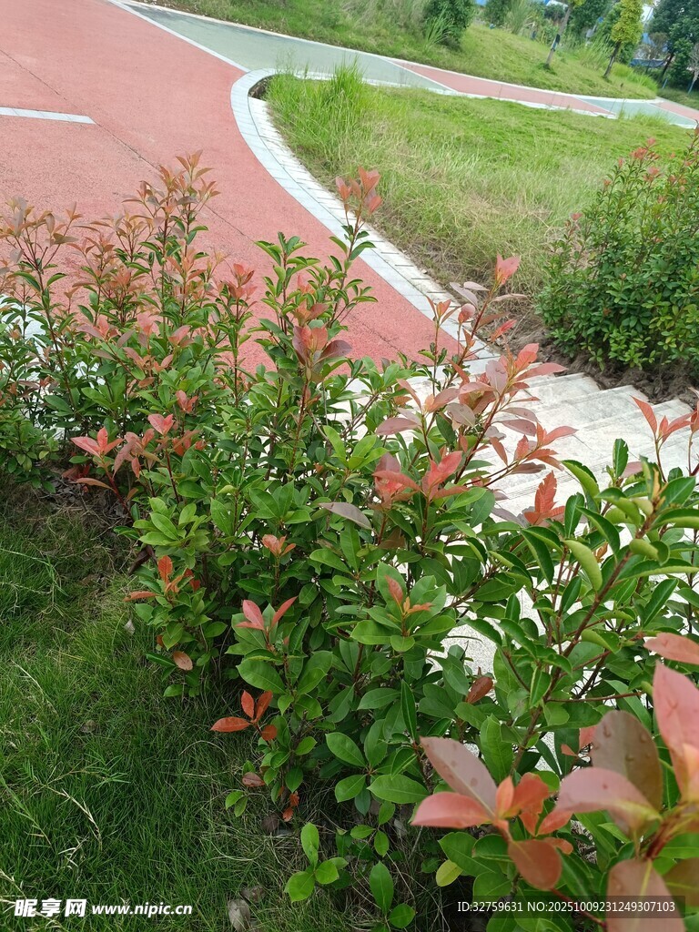 路邊多彩灌木景觀