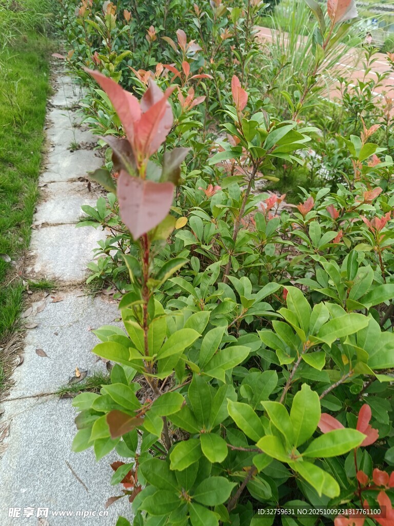 路邊多彩植物景觀